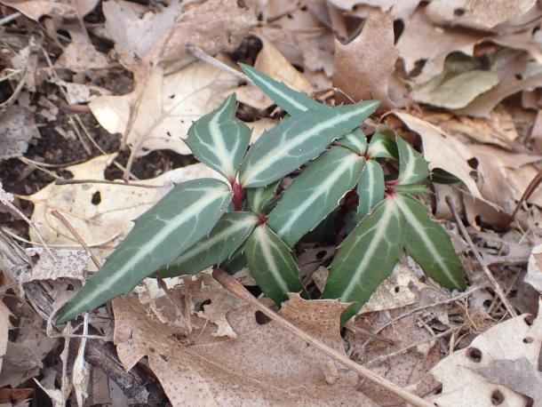 Spotted wintergreen leaves are distinctive. Monroe Co. NY