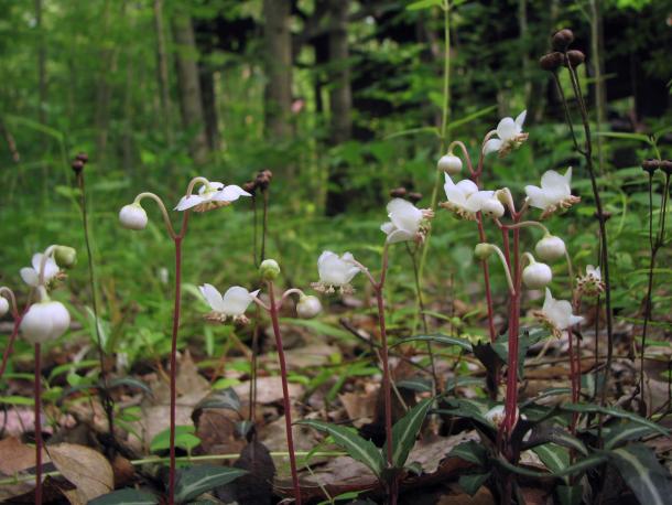 Chimaphila maculata in flower