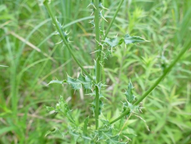 thorns of canada thistle