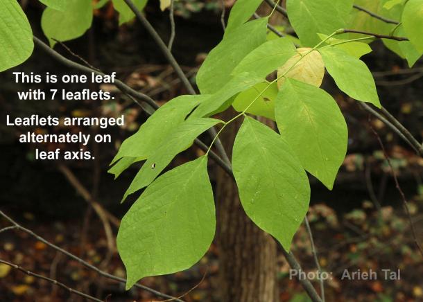 Leaf structure of Kentucky yellowwood.