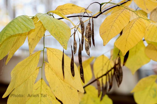 Fall color & fruit of Kentucky yellowwood.