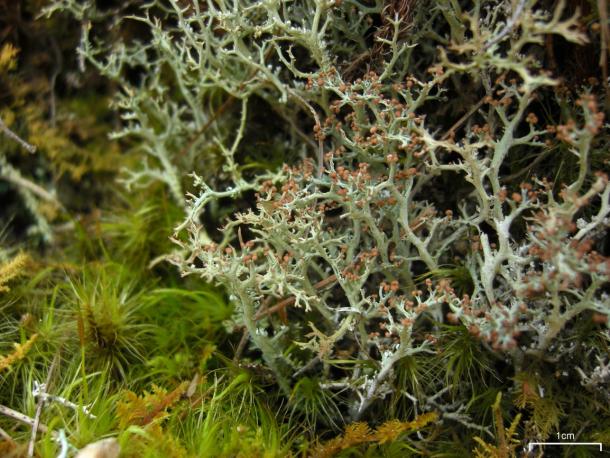 forked cup lichen