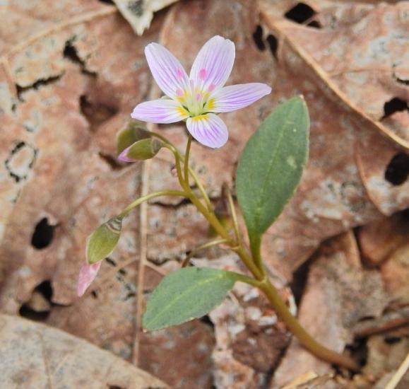 Carolina spring beauty has wide leaves. Flowers range from pink to white.