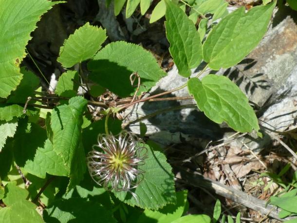 Seed head of American purple Clematis. Upstate NY