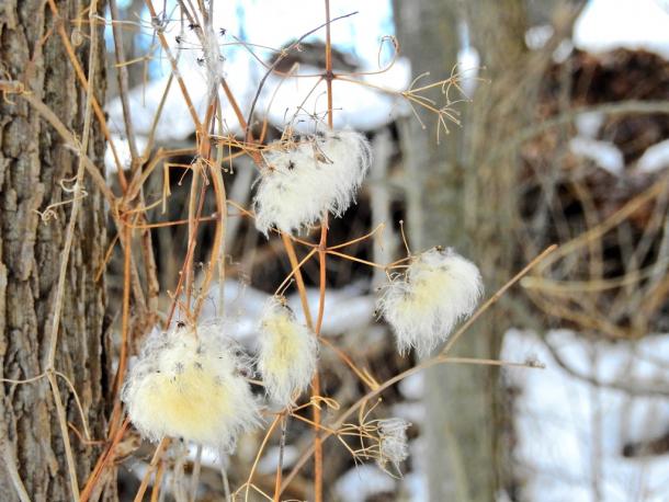 Winter seedheads of virgin's bower are often striking against the browns of trees and shrubs. 