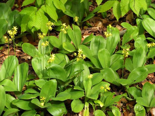 Bluebead lily in bloom. Often found as single plant, but clusters in the right conditions.