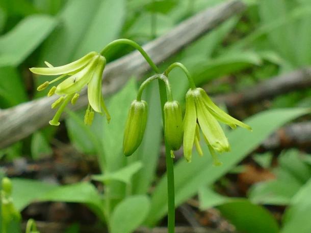 Bluebead lily in bloom. Found in moist acid conditions.