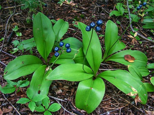 true-blue fruits of Clintonia borealis