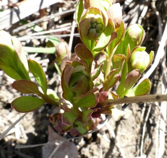 Early leaves and buds of bastard toadflax; the English name reflecting a similarity to "true" toadflax.