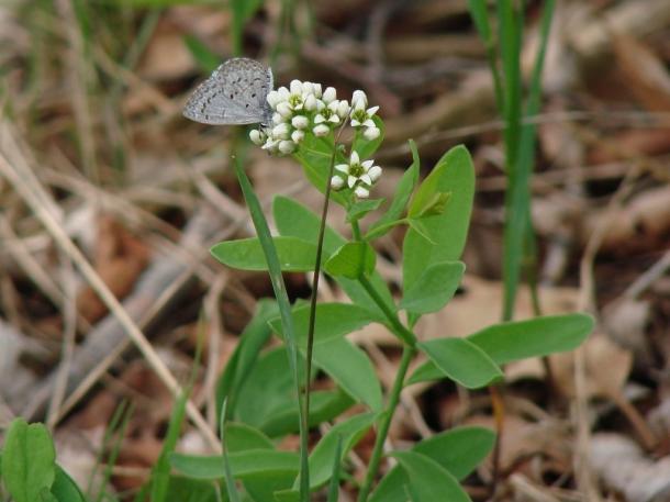 Azure butterfly on bastard toadflax flower.