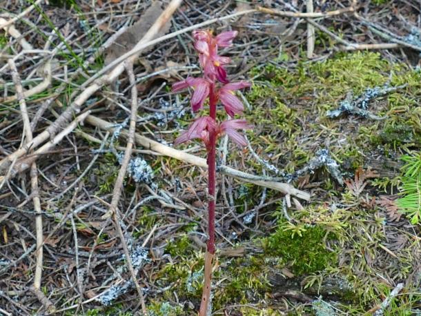 The leaves of striped coralroot orchid are reduced to sheaths on the stalk.