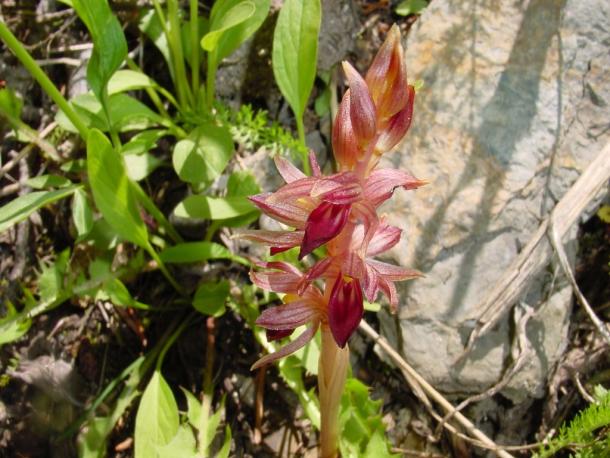 In NYS we have C. striata var striata, shown here from the Rocky Mountains.