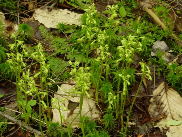 small flowered greenish orchid