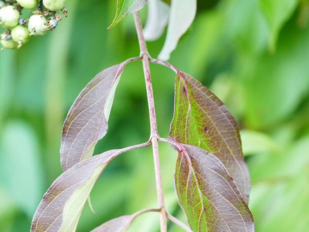 Bloom on stem of silky dogwood.