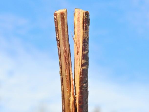 Brown pith in older branches helps identify silky dogwood.