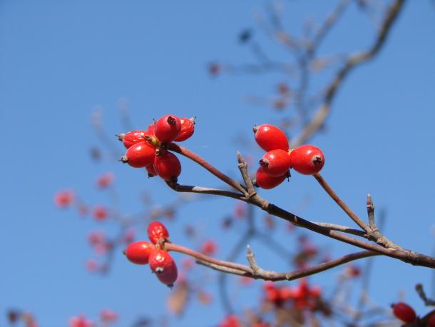 red fruit of flowering dogwood