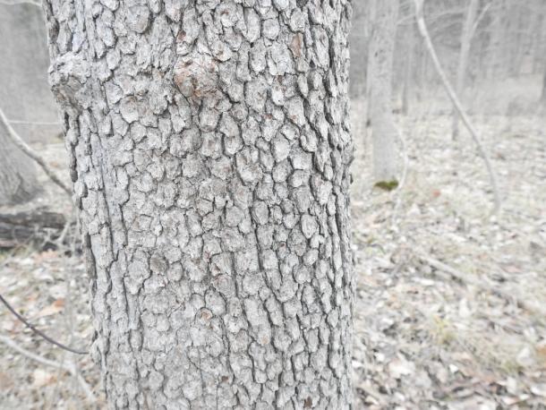 Rough bark of older flowering dogwood tree.