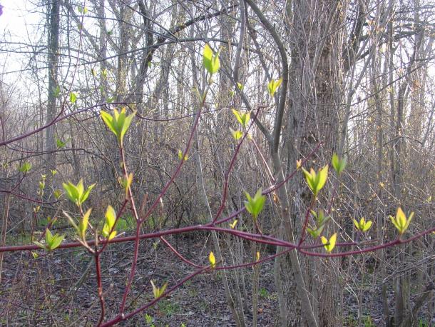 red twigs & yellow green spring leaves