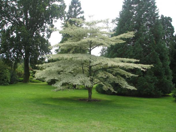 variegated cultivar showing full tree form
