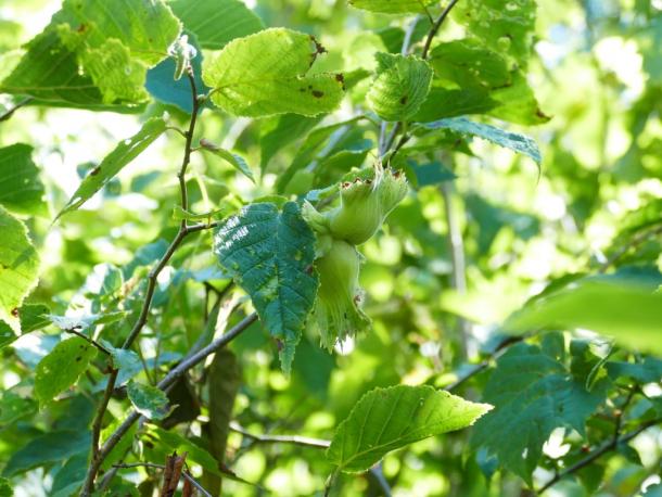 green fruit & leaves of american hazelnut