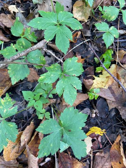 three part leaves of honewort