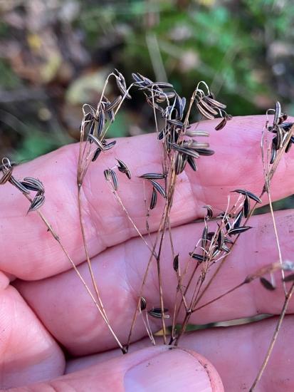 honewort seeds look like carroway seeds