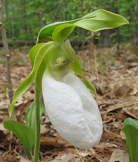 Pink lady slipper orchid can be white.