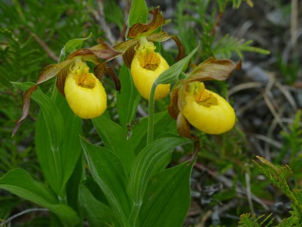 large yellow orchid in a moist area with ferns