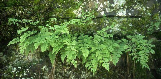 lush ferns growing from crack in rock