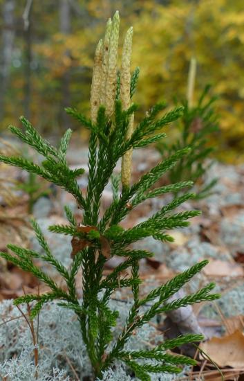 branched club moss with spores