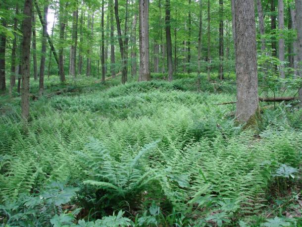 forest floor covered with ferns