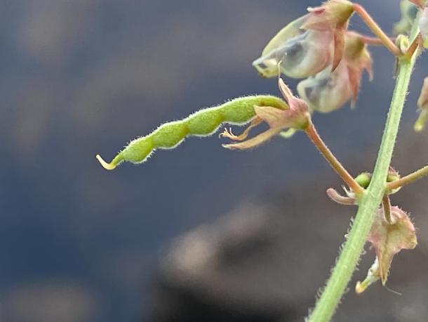 pea-like pod with lots of tiny hairs