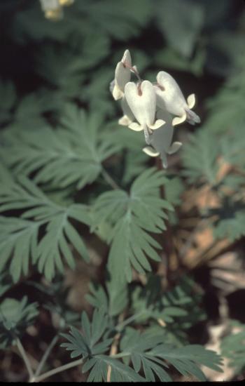 Squirrel corn flowers don't have the long "legs" of Dutchman's breeches.