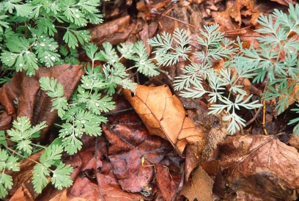 Dicentra cucullaria and D canadensis leaves