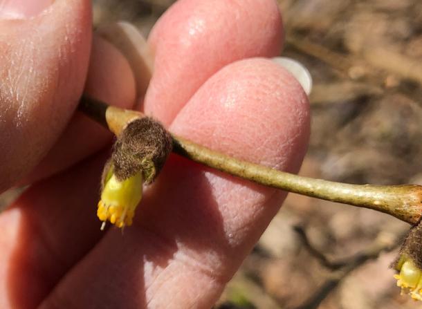 yellow flower just emerging from hairy bud