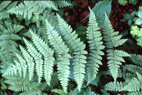 Dryopteris campyloptera frond