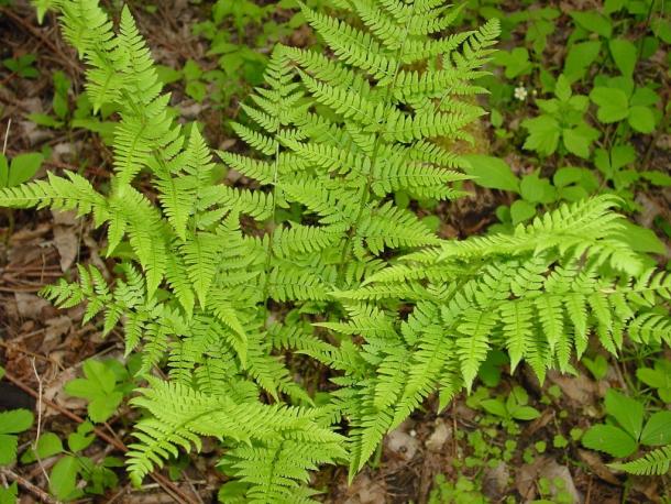 clumping fern