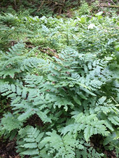 Goldie's fern in woods.