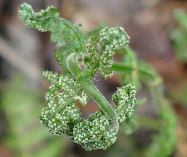 curling, twisted fern frond showing sori