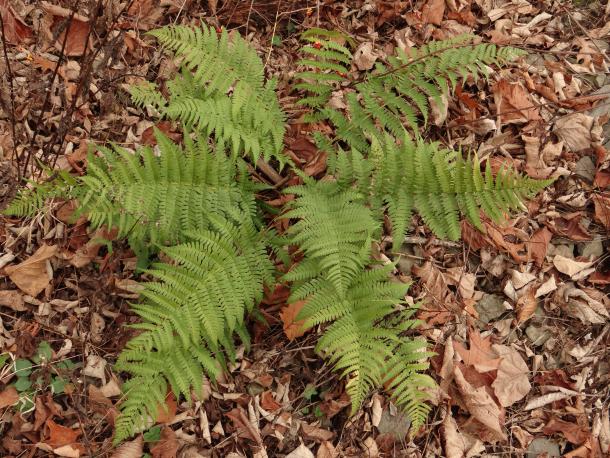 clump of fern fronds