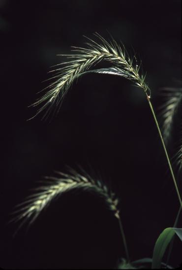 river rye seed heads have a graceful curve
