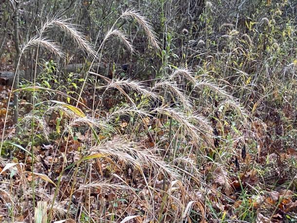 patch of grass seed heads in fall