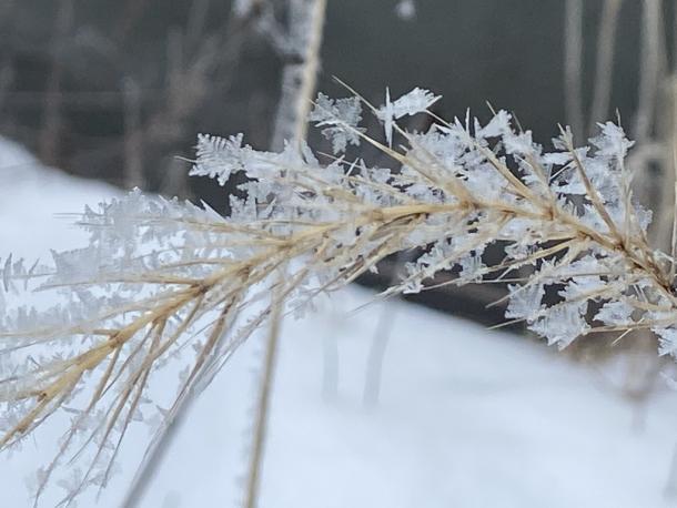 ice crystals/snow flakes on seedhead