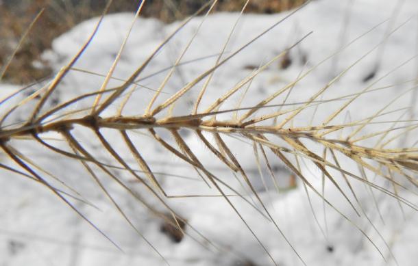 close up of seed head showing hairs along awns