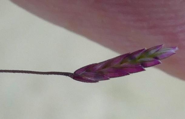 Eragrostis spectabilis seed head
