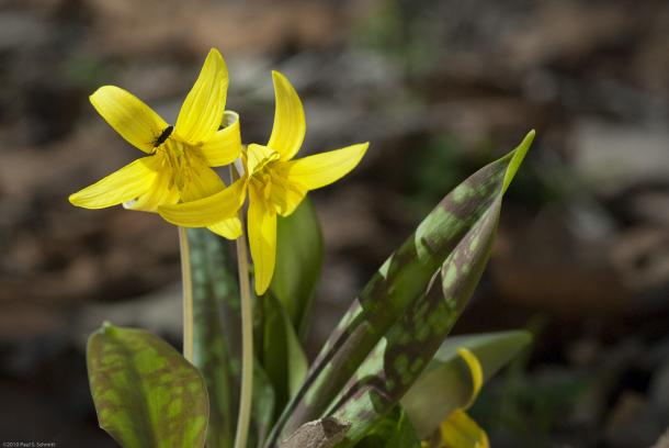 dog-tooth violet or trout lily (spotted leaves) 