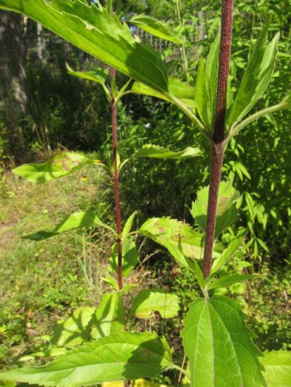 red stem showing notched leaf with petioles