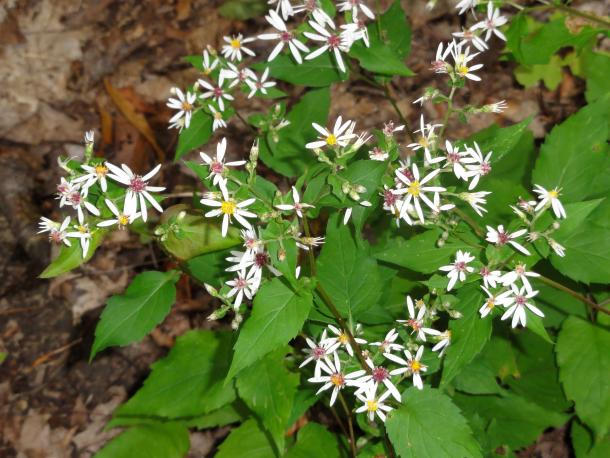 White wood aster in bloom