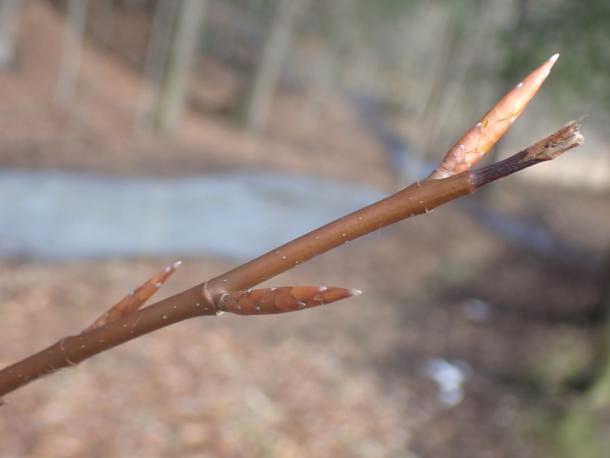 sharp thin buds of beech