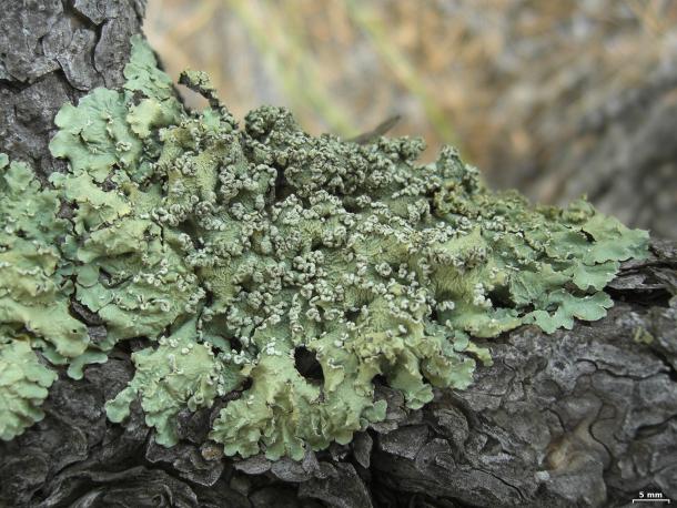 gray green lichen